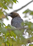 Brown headed Cowbird 2863